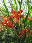 SX24308 Spotted flower at Floriade.jpg